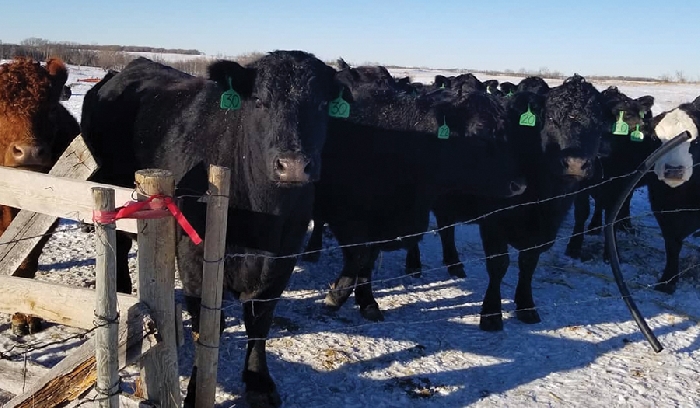 Moosomin area farmer Trevor Green has been corn grazing his cattle this winter as an alternative option that helps save money on fuel. Trevor Green has found on top of the costs he saves on fuel by corn grazing his cattle, hes been able to get his family more involved on the farm with helping him out when he needs it.