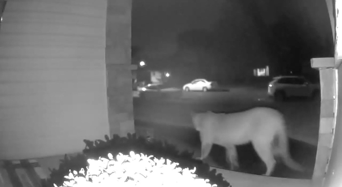 The Moose Jaw Police Service released this image of a cougar captured on a home security camera in the city in the early hours of Sept. 21, 2020. Submitted photo/MOOSE JAW POLICE SERVICE