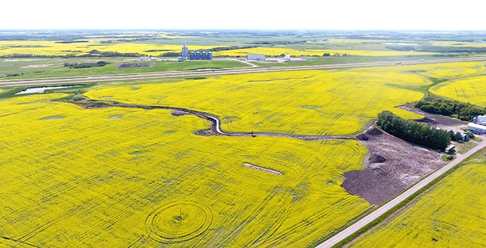 The P&H terminal just west of Moosomin, surrounded by fields of canola in full flower last week.