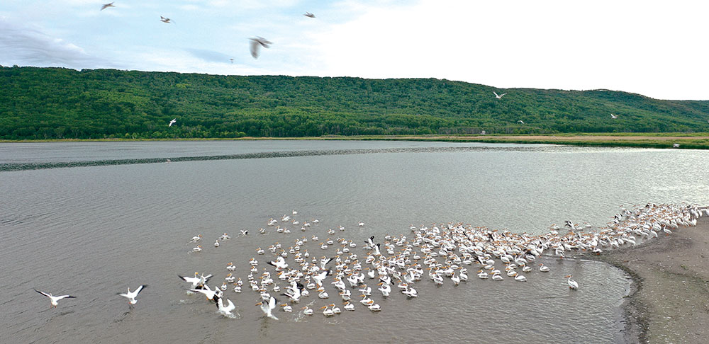Pelicans on Round Lake near West End Resort