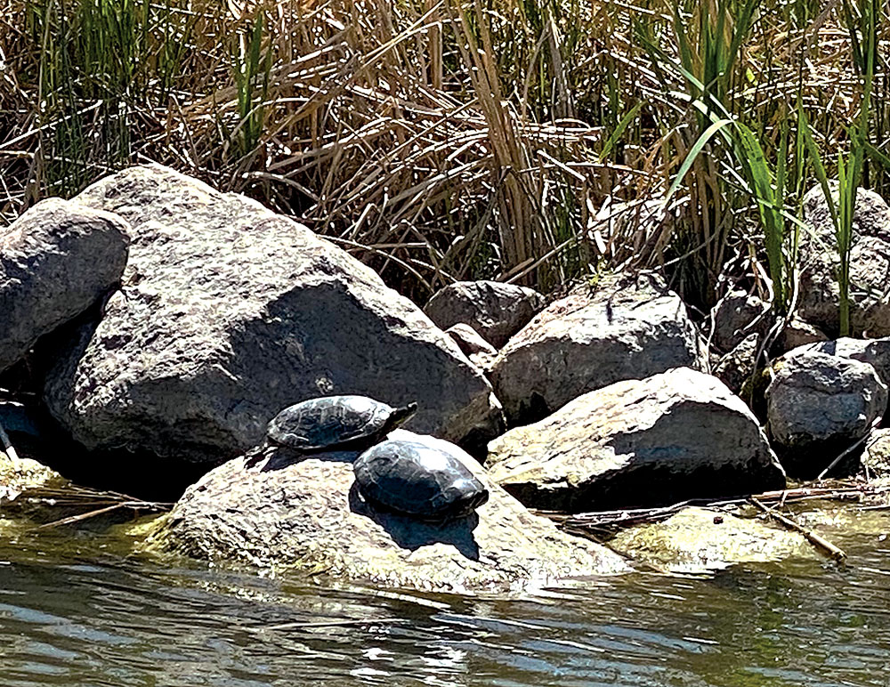 Turtles sunning on some rocks in the channel near West End Resort
