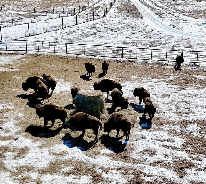 The herd of 16 female bison roam around their new home.