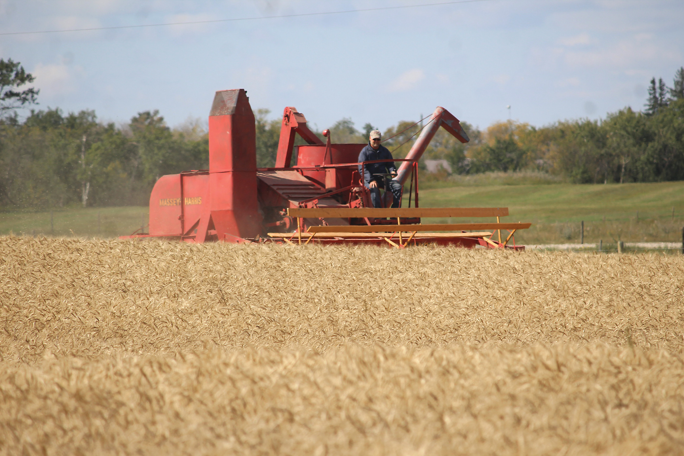 Wheat being combined with a historic Massey Harris combine during the Wilson old-time harvest south of Wawota.