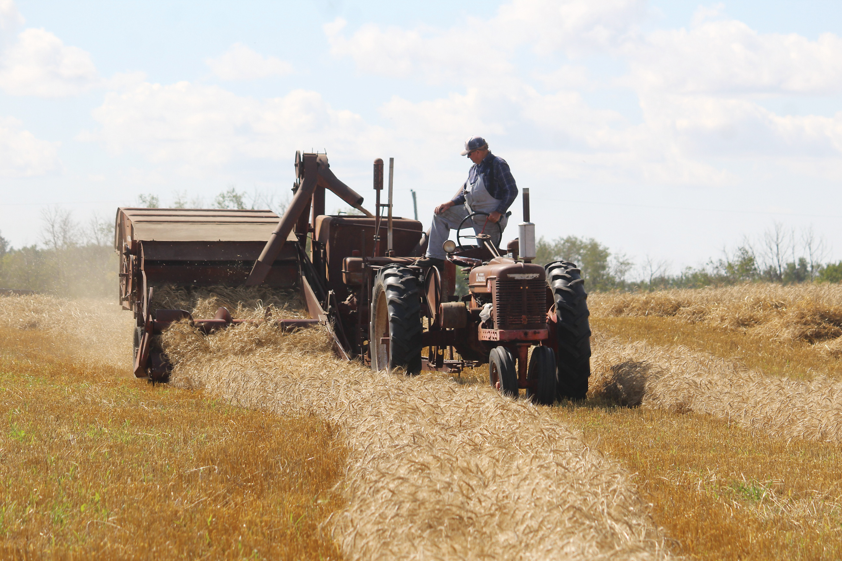 Wheat being harvested the old fashioned way.