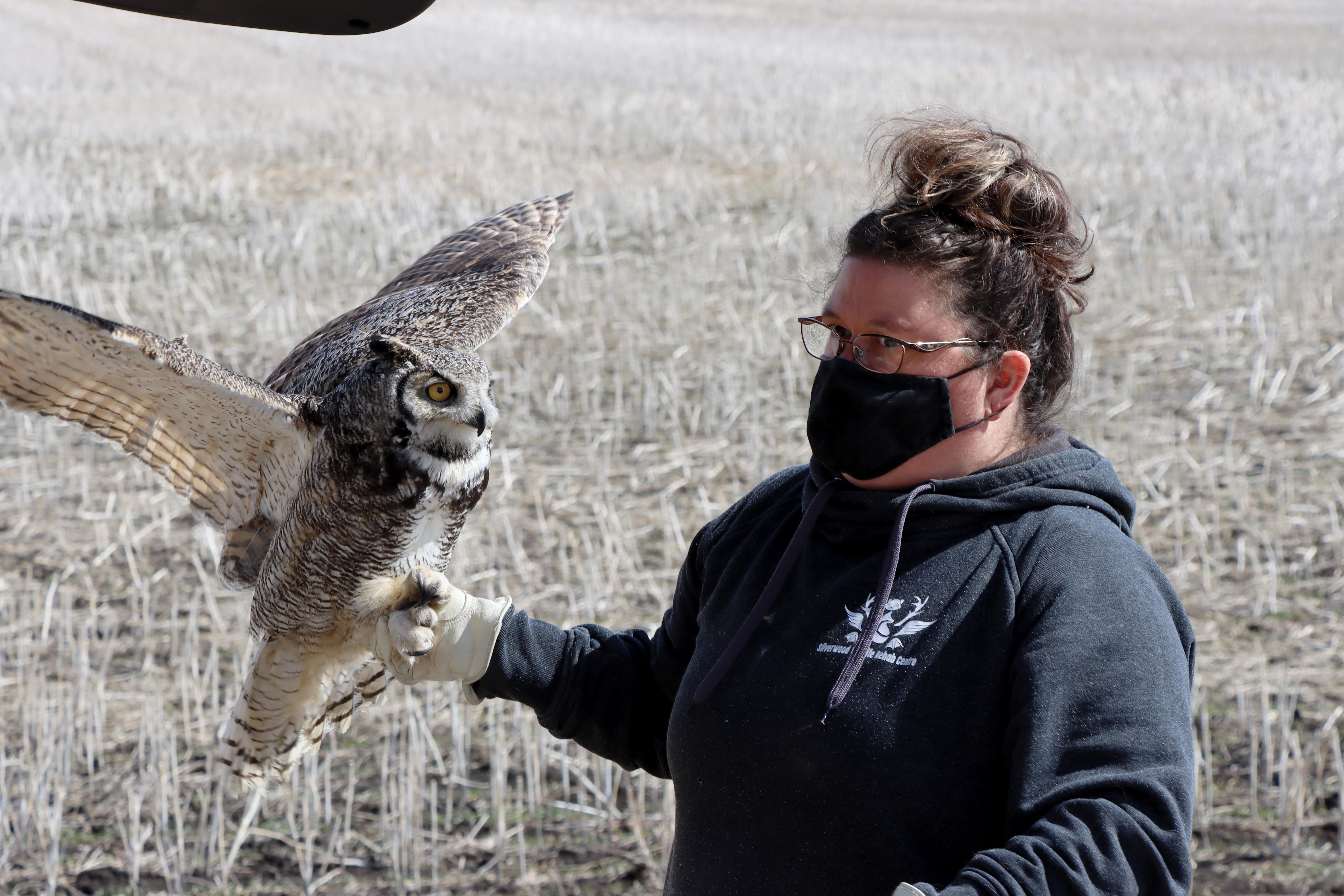 Tricia Mogstad with Silverwood Wildlife Rehabilitation, holds Beauty in a field right before she is released.