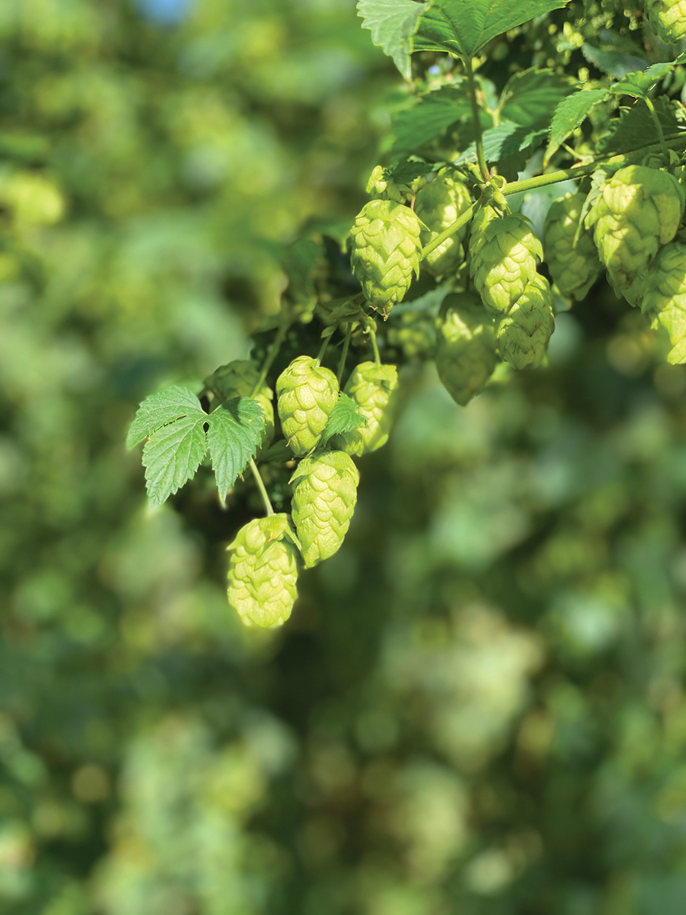 Some of the older hop vines that have been a staple at JGL Shepherd Farms for the last four years as the family strives to be the first major hops grower in the province.