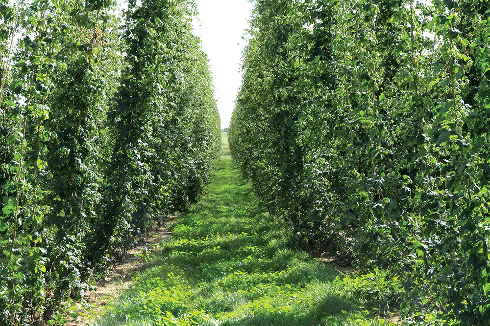 Some of the older hop vines that have been a staple at JGL Shepherd Farms for the last four years as the family strives to be the first major hops grower in the province.