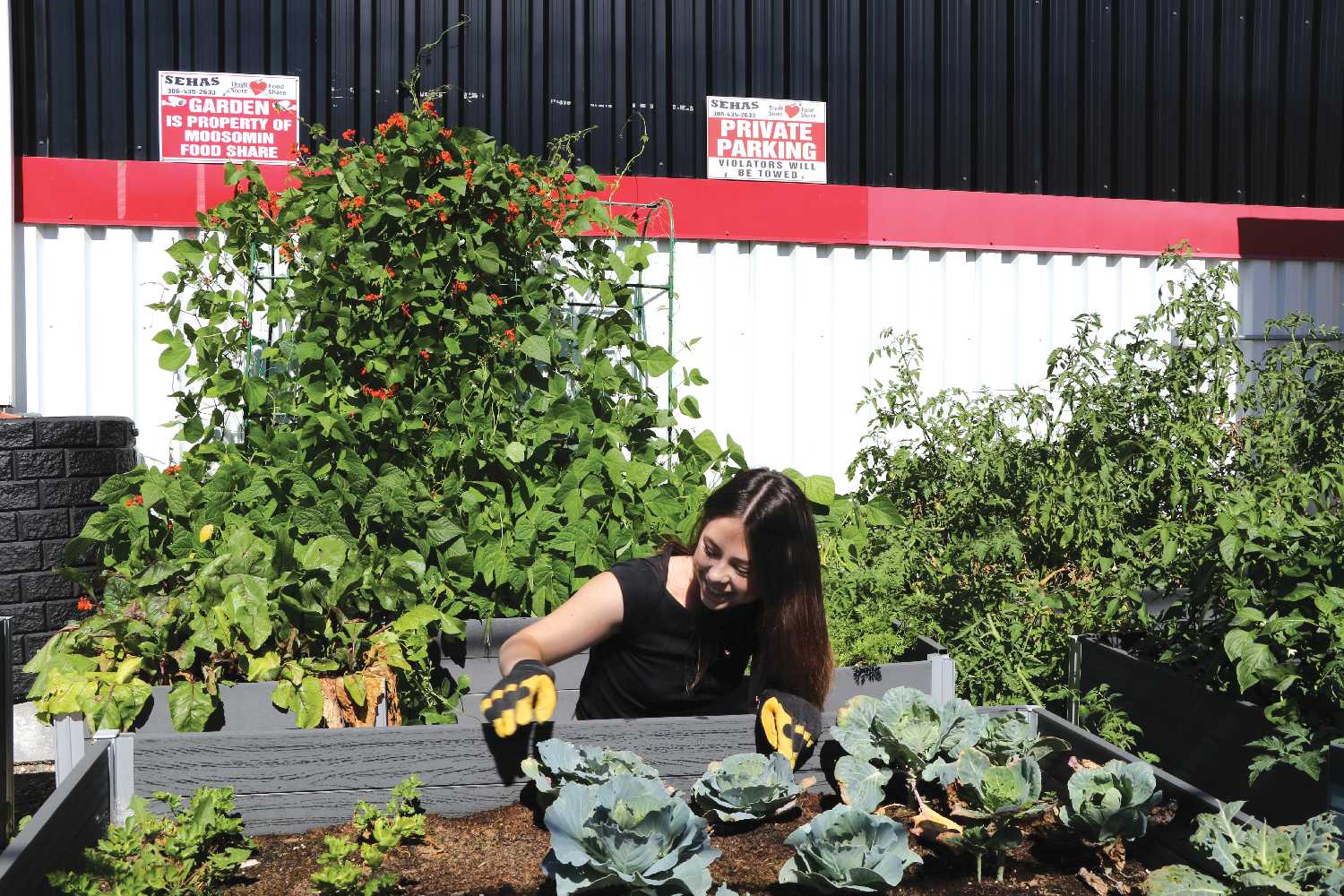Moosomin Thrift Store & Food Share staff member Rhianna Lewis pulling weeds in their gardens.