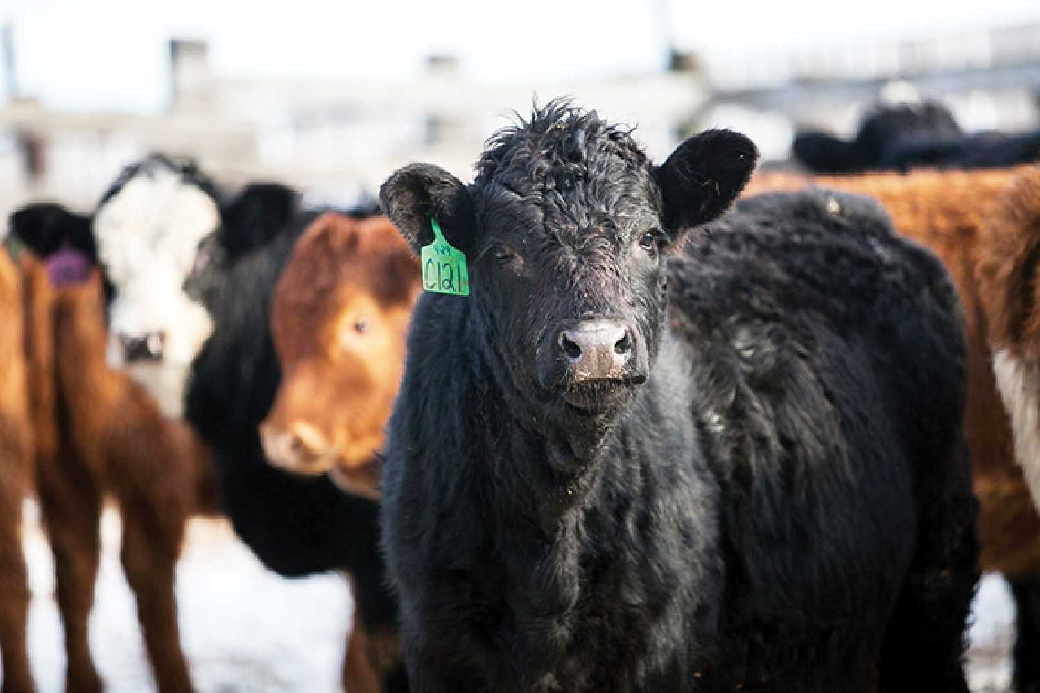 The Government of Saskatchewan’s funding will provide eligible producers with up to $80 per head to maintain breeding stock for beef cattle, bison, horse, elk, deer, sheep and goats.