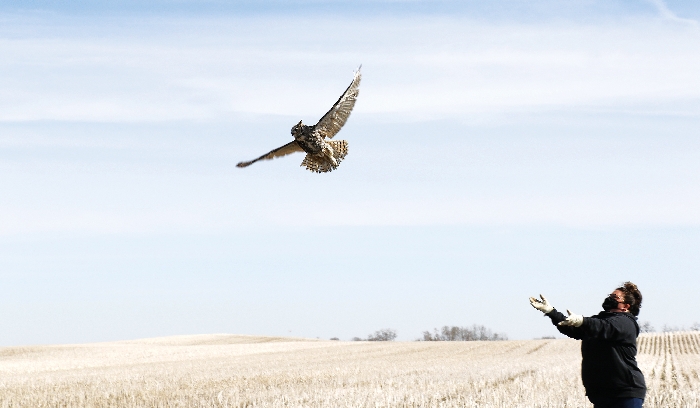 Beauty, the Great Horned Owl, was released back to her territory on Thursday after she was found injured, rescued and healed by Silverwood Wildlife Rehabilitation. Shown here is Tricia Mogstad releasing Beauty in a field near her territory. <b>Kevin Weedmark and Kara Kinna photos</b>.