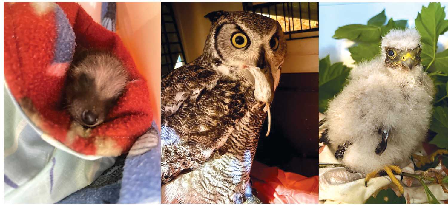 Some of the animals that have been helped by Silverwood Wildlife rehab.