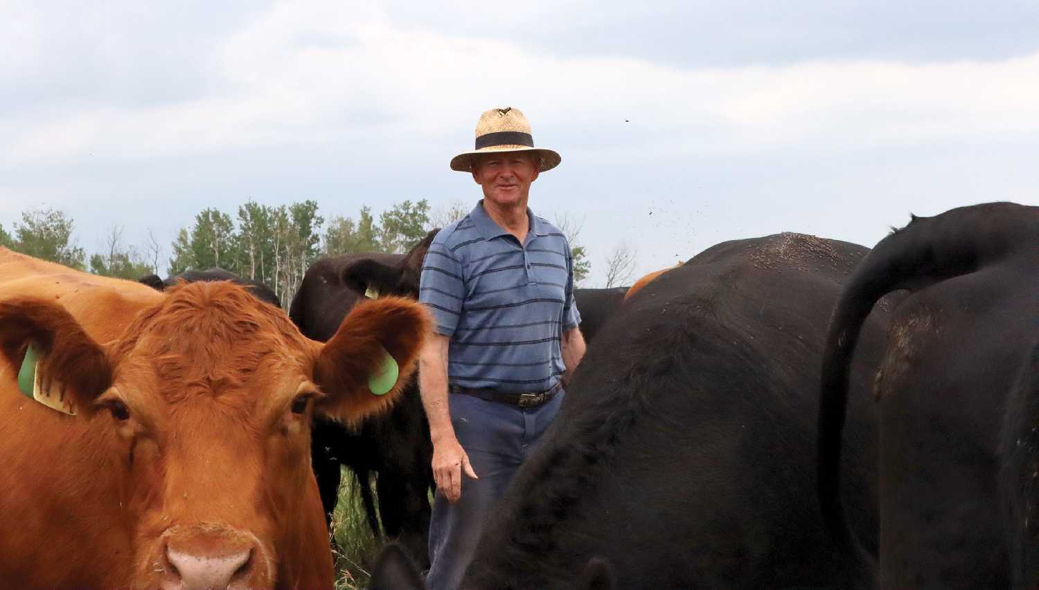 Elkhorn livestock producer David Schellenberg says he reduced his herd at the start of the season in anticipation of a dry year, which he says he hasnt seen since the 80s.
