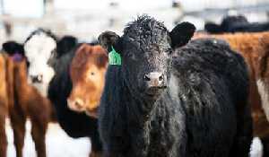 Drought support for Saskatchewan  livestock producers on the way