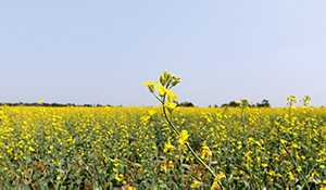 Sask. Ag Minister Dave Marit says impact of dry conditions varies across the province